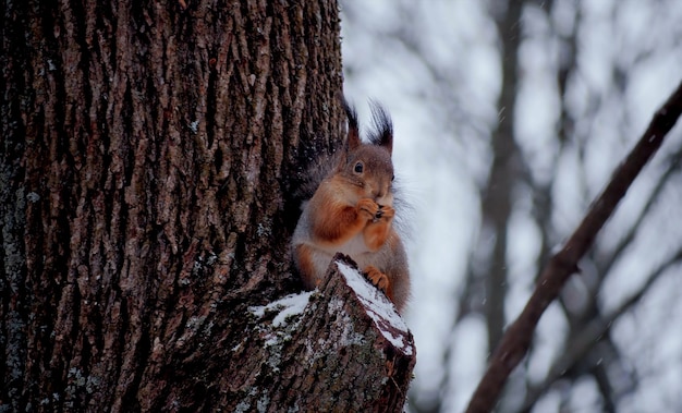 Simpatico scoiattolo rosso sull'albero nella scena invernale, lo scoiattolo mangia una noce