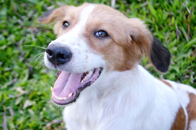 simpatico sorriso di cane