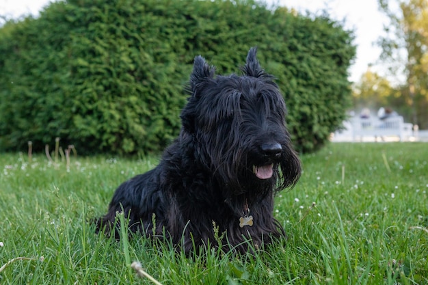 simpatico terrier scozzese con lunghi capelli ricresciuti che riposano sull'erba