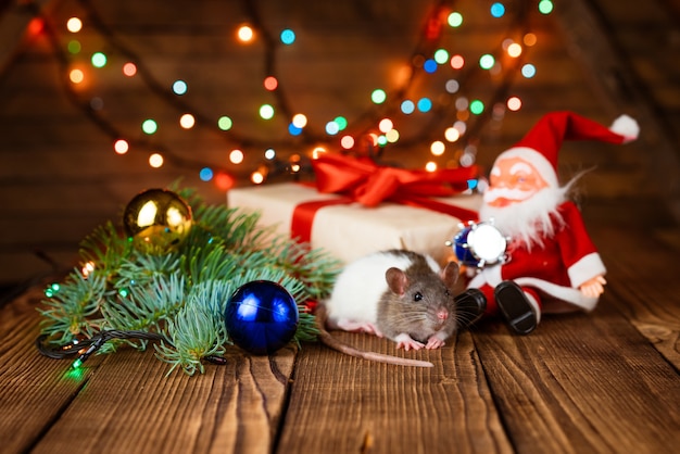 Simpatico topo domestico nell'arredamento di capodanno topo carino è seduto un giocattolo di babbo natale accanto ad esso ci sono scatole con regali ...