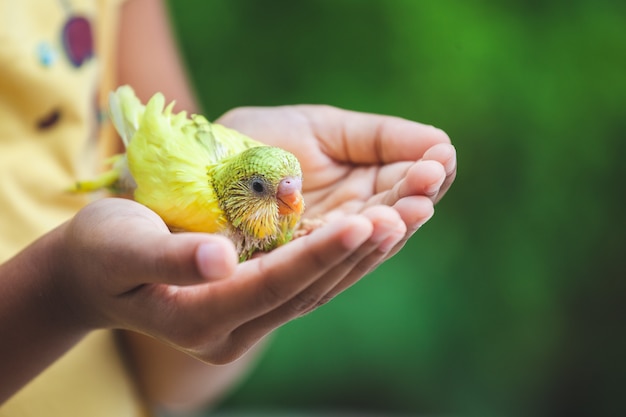 Simpatico uccellino budgie sulla mano del bambino. La ragazza asiatica del bambino gioca con il suo uccello domestico con delicato