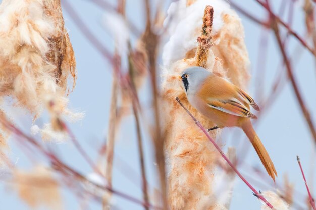 Simpatico uccellino, cincia barbuta, maschio barbuto reedling (panurus biarmicus)