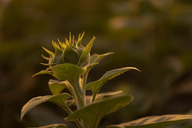 Sinfonia del girasole La danza armoniosa della natura nel bagliore del crepuscolo