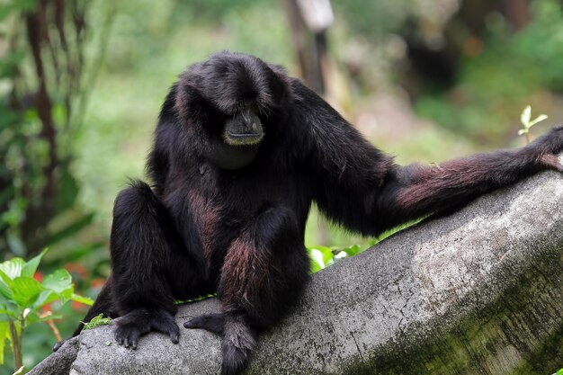 Singe gibbon siamang chiamando