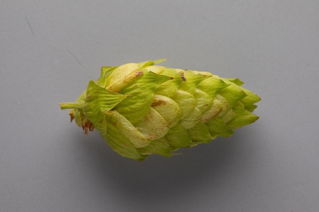 Single Hop Cone contro uno sfondo neutro