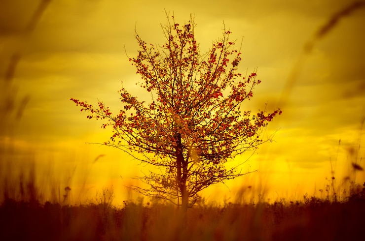 Foto single tree