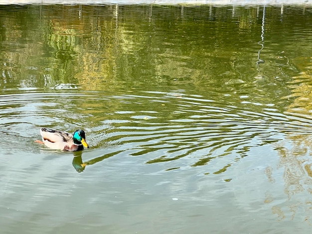 Singola anatra che nuota in un lago