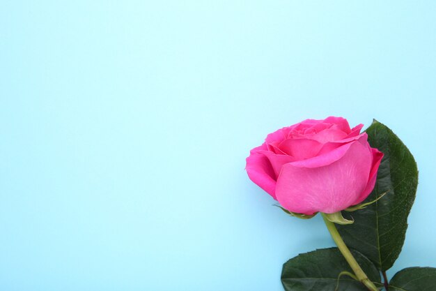 Singola bella rosa rosa, copyspace