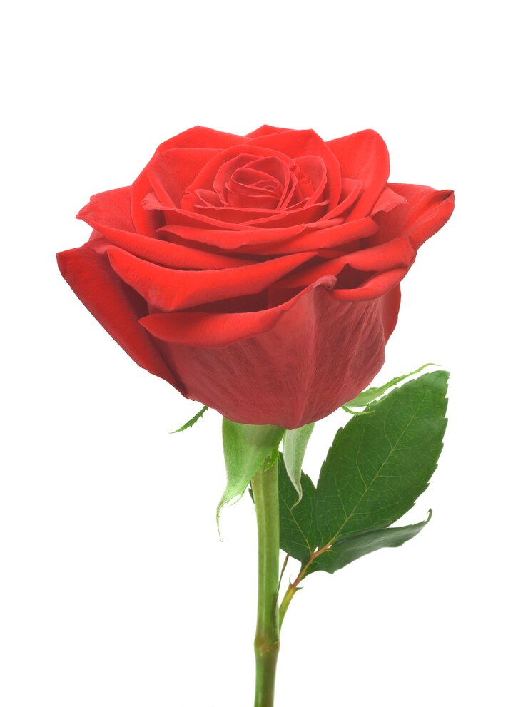 Singola bellissima rosa rossa