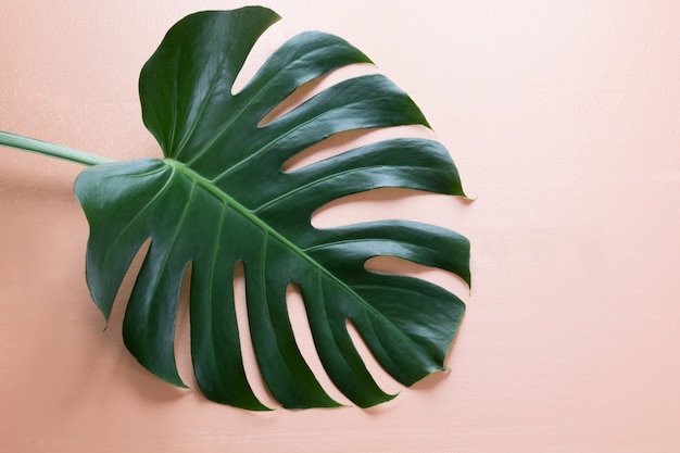 Singola foglia della pianta di Monstera sul rosa