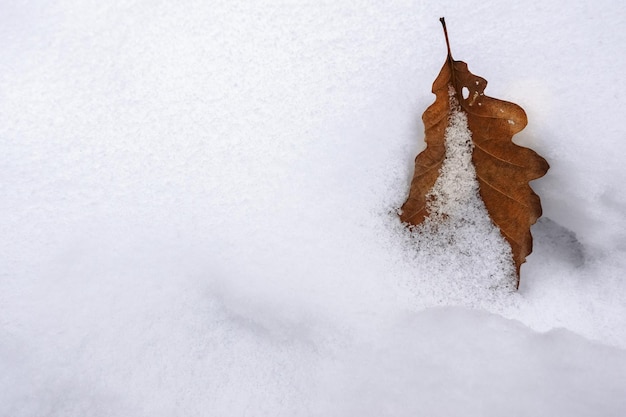 Singola foglia in neve fresca bianca nell'inverno