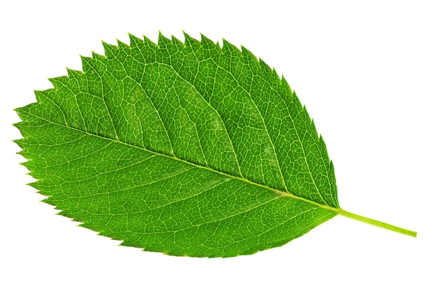 Singola foglia verde isolata su fondo bianco.