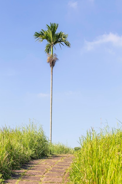 Singola palma e il vuoto percorso di ciottoli di Campuhan Ridge Walk sentiero sacro nell'isola di Ubud Bali Indonesia