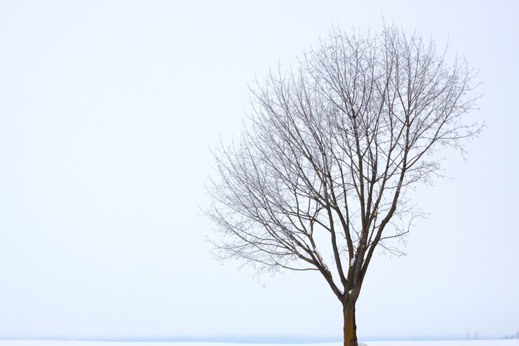 Foto singola quercia in inverno,