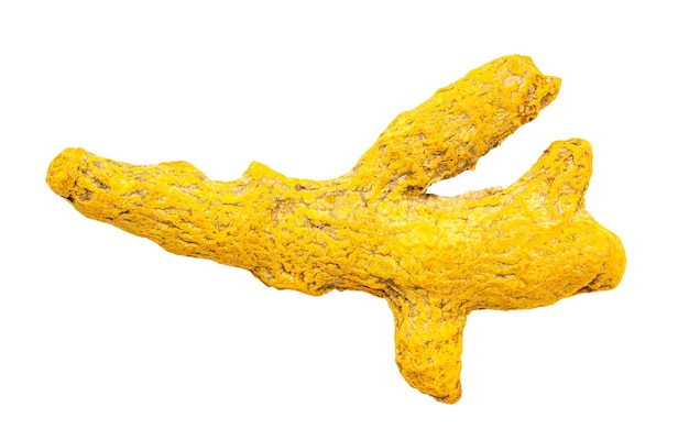 Singola radice di Curcuma Curcuma isolata