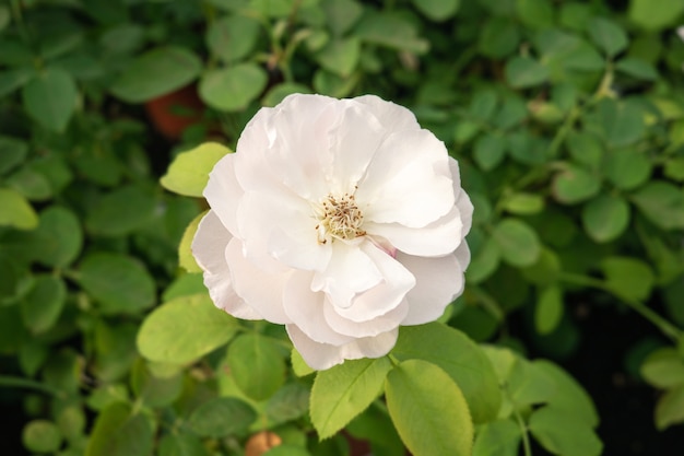 Singola rosa bianca che cresce sulla pianta. Rosa chinensis