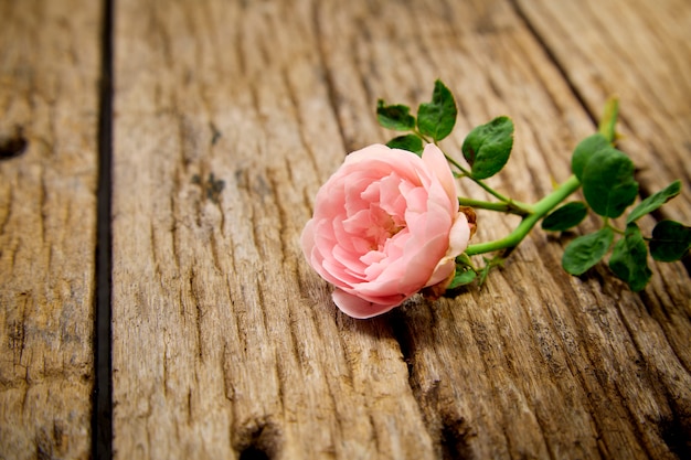 Singola rosa di rosa su vecchio di legno