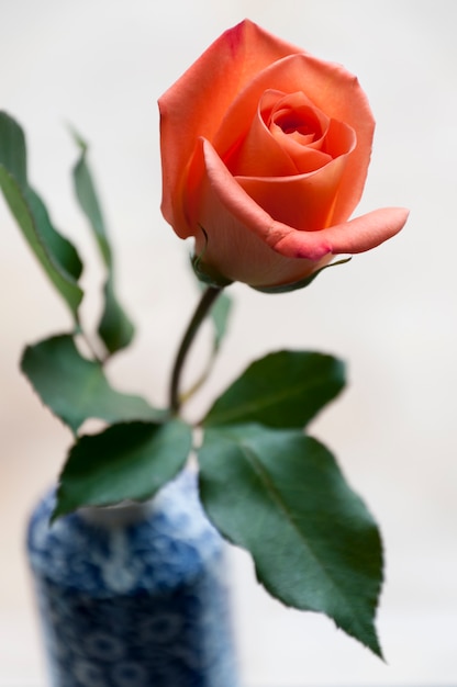 Singola rosa isolata su bianco