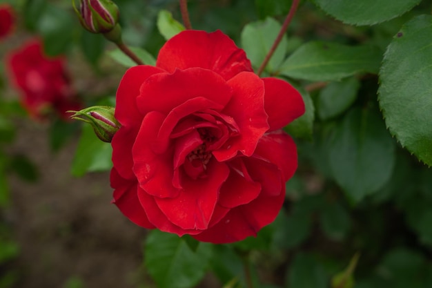 Singola rosa rossa con foglie su sfondo verde. Fiore perfetto. Foto di alta qualità