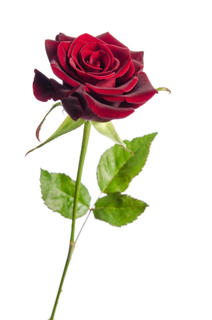 Singola rosa rossa isolata su sfondo bianco