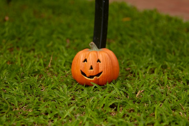 Singola zucca su erba verde