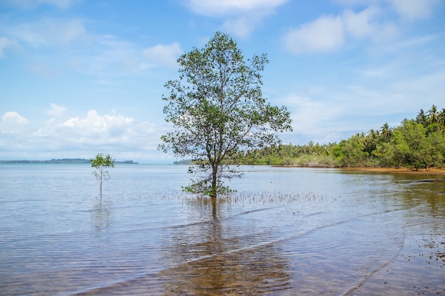 Singolo albero di mangrovie cresce in acqua salata il vicino alla spiaggia nel pomeriggio a Koh Mak Island a Trat, Thailandia.