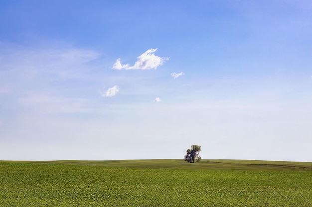 Singolo albero in campo da solo contro il cielo blu con soffici nuvole