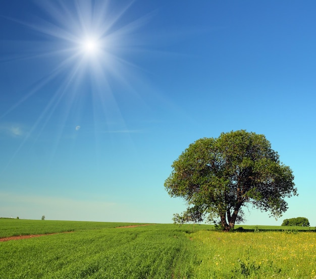 Singolo albero nel campo estivo