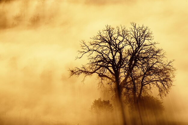 Singolo albero nella nebbia