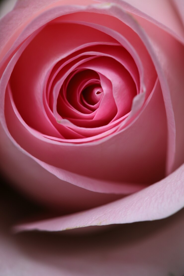 Singolo bocciolo di sfondo macro rosa rosa