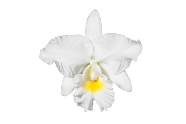 Singolo fiore dell'orchidea isolato su un bianco