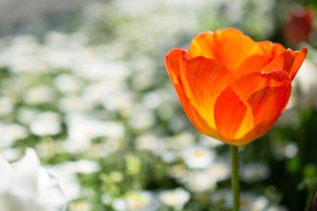 Singolo fiore di tulipano nella stagione primaverile