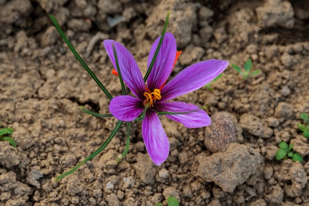 Singolo fiore di zafferano viola sul campo durante il raccolto.