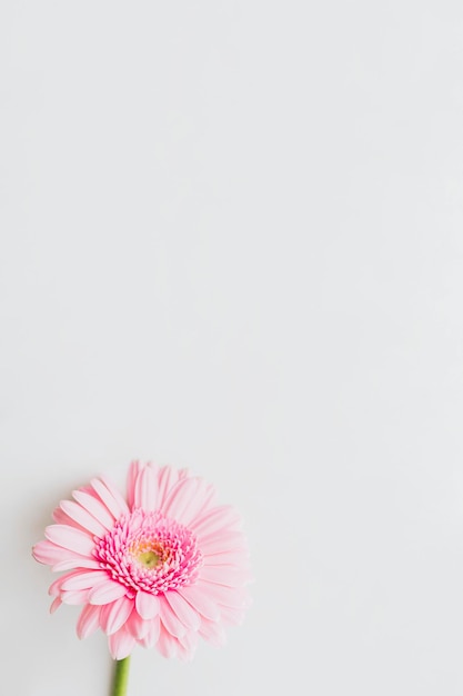 Singolo fiore rosa chiaro della margherita della gerbera su fondo grigio