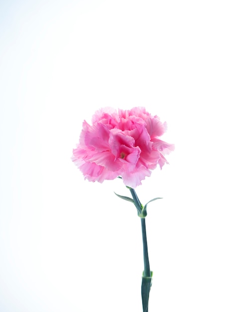 Singolo fiore rosa dei garofani su bianco