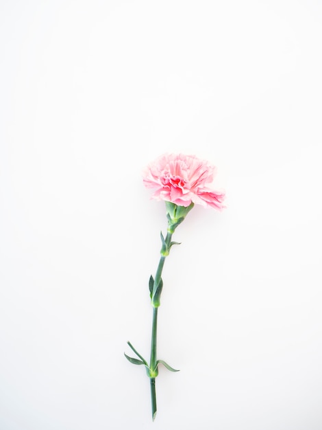 Singolo fiore rosa dei garofani su bianco