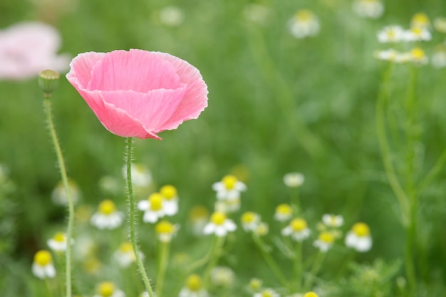 singolo fiore rosa