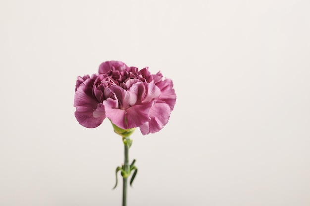 Singolo Fiore Su Sfondo Bianco