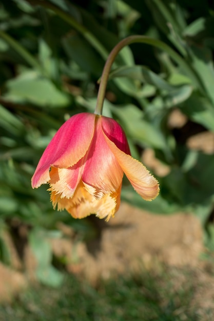 Singolo fiore tulipano colorato fiorisce nel giardino primaverile