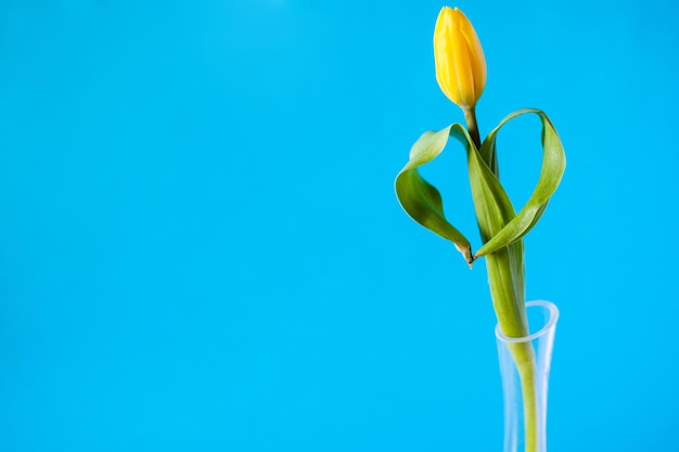 Singolo fiore tulipano giallo con sfondo blu