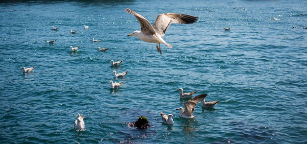 Singolo gabbiano che sorvola il mare