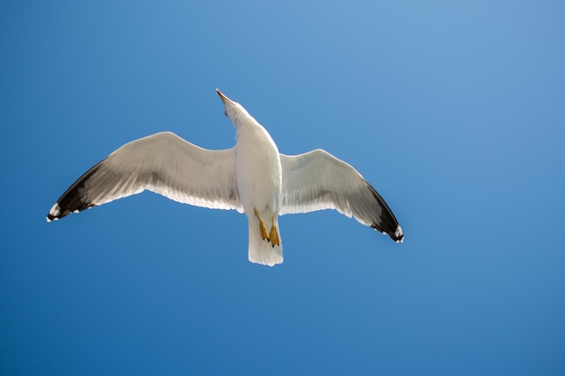 Singolo gabbiano che vola in un cielo blu