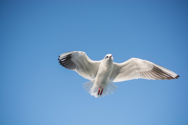 Singolo gabbiano che vola in un cielo blu