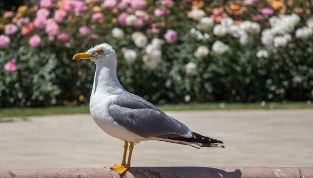 Singolo gabbiano nel parco