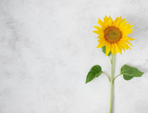 Singolo girasole giallo fresco su fondo bianco