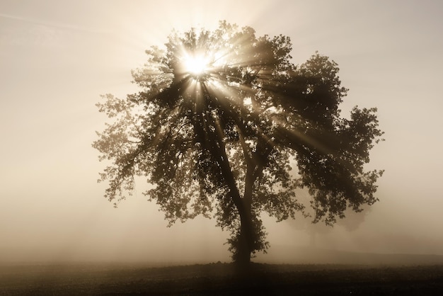 Singolo olivo nella bella nebbia soleggiata all'alba sullo sfondo naturale con i raggi del sole attraverso la nebbia