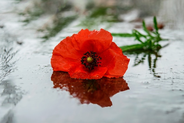 Singolo papavero rosso sullo sfondo bagnato dopo la pioggia. Primavera, natura dopo pioggia.