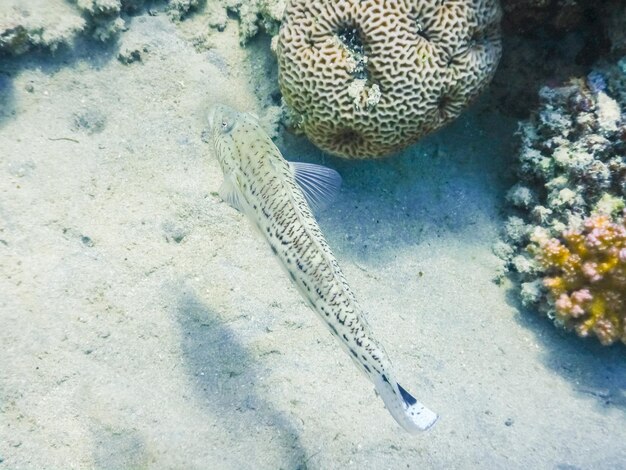 Singolo pesce ghiozzo a scacchiera vicino al fondale durante l'immersione