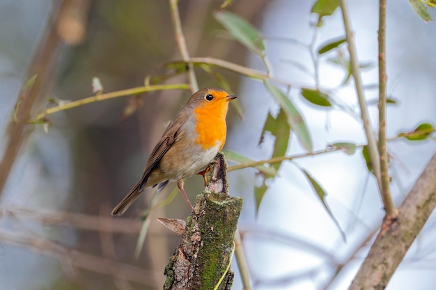 Singolo pettirosso adulto (erithacus rubecula) appollaiato in mezzo al fogliame primaverile..