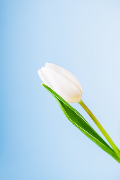 Singolo tulipano bianco della molla su un azzurro